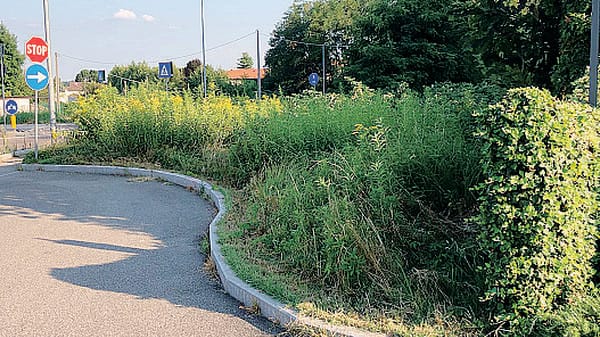 Olgiate come una giungla: marciapiedi e strade sono invasi dalle erbacce