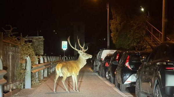 Un cervo a spasso per Laglio, tra auto e case