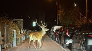 Un cervo a spasso per Laglio, tra auto e case