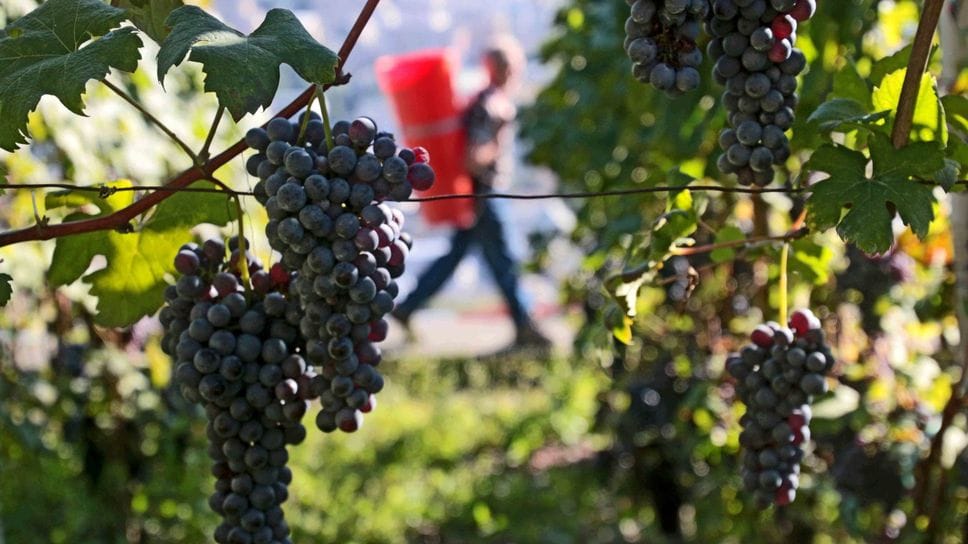 Vini, ottima annata: raccolta anticipata a causa del caldo e della siccità