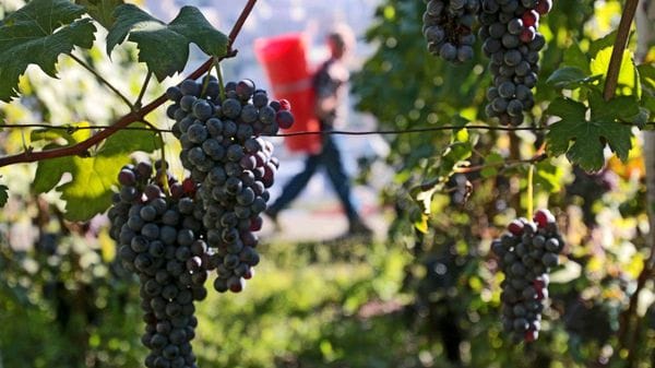 Vini, ottima annata: raccolta anticipata a causa del caldo e della siccità