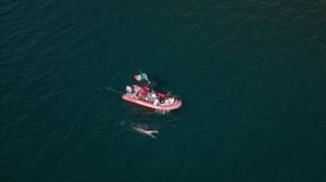 47 chilometri d’inferno e gloria: Hector Pardoe attraversa a nuoto il Lago di Como