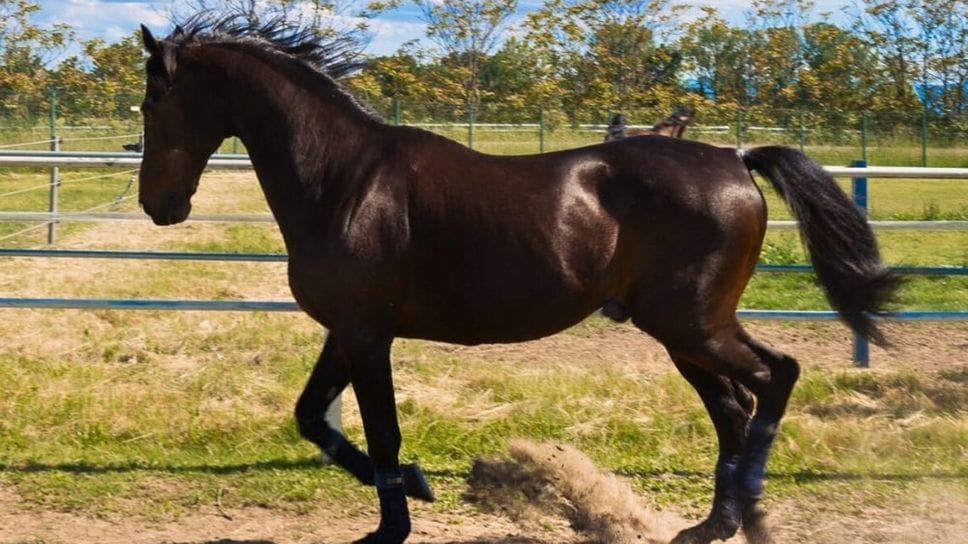 È morto il cavallo Varenne, leggenda del trotto