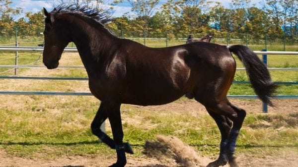 È morto il cavallo Varenne, leggenda del trotto