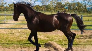 È morto il cavallo Varenne, leggenda del trotto