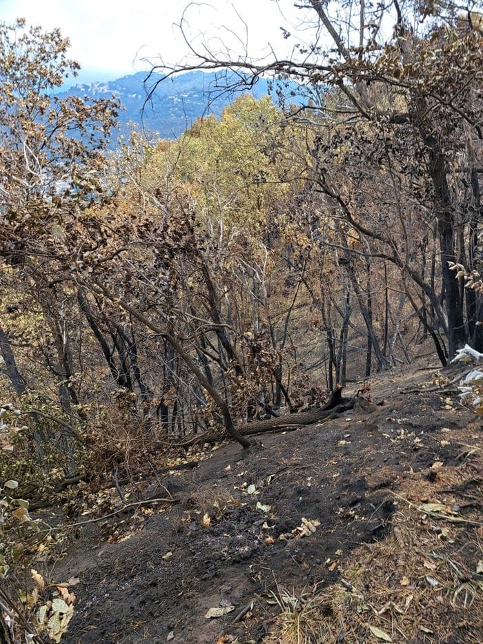 Incendio sul monte Goj, «in fumo 23 ettari di verde: al lavoro al più presto»