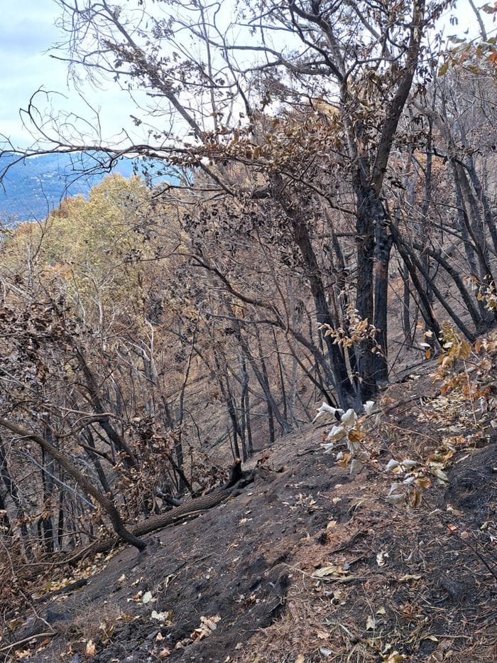Incendio sul monte Goj, «in fumo 23 ettari di verde: al lavoro al più presto»