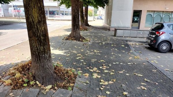 Il caso dei tigli da abbattere: «È possibile evitarlo». E spuntano duemila firme contro
