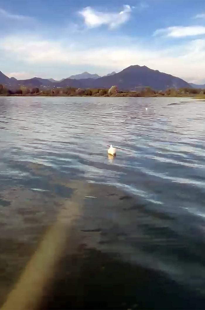 «Un “mostro” nel lago»: ma è un tubo che affiora