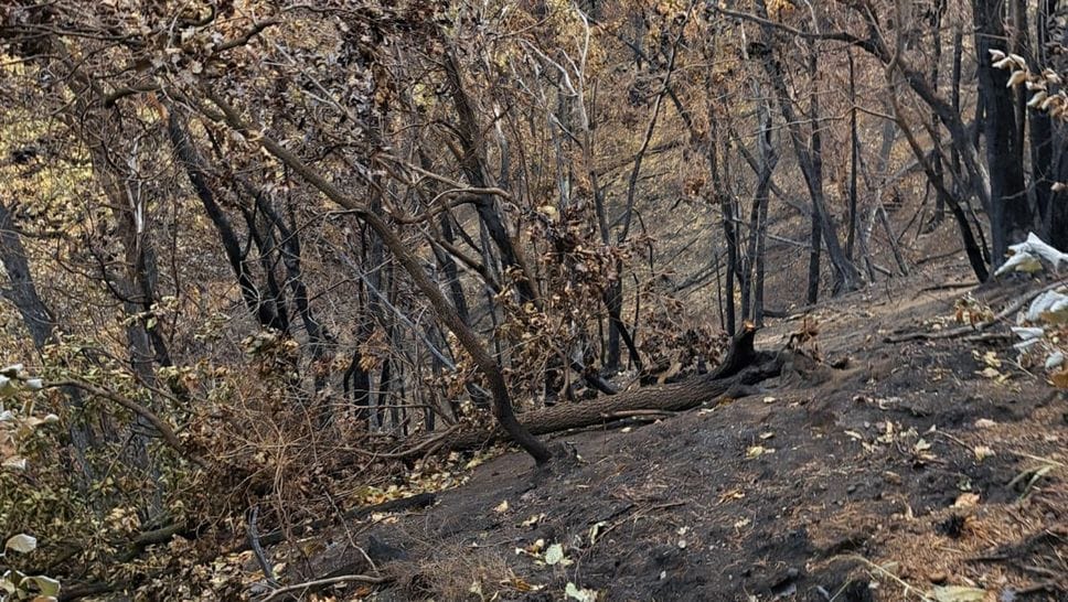 La ferita dell’incendio rimane: Albate si mobilita per il suo Monte Goj