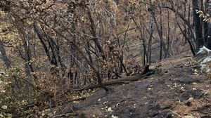 La ferita dell’incendio rimane: Albate si mobilita per il suo Monte Goj
