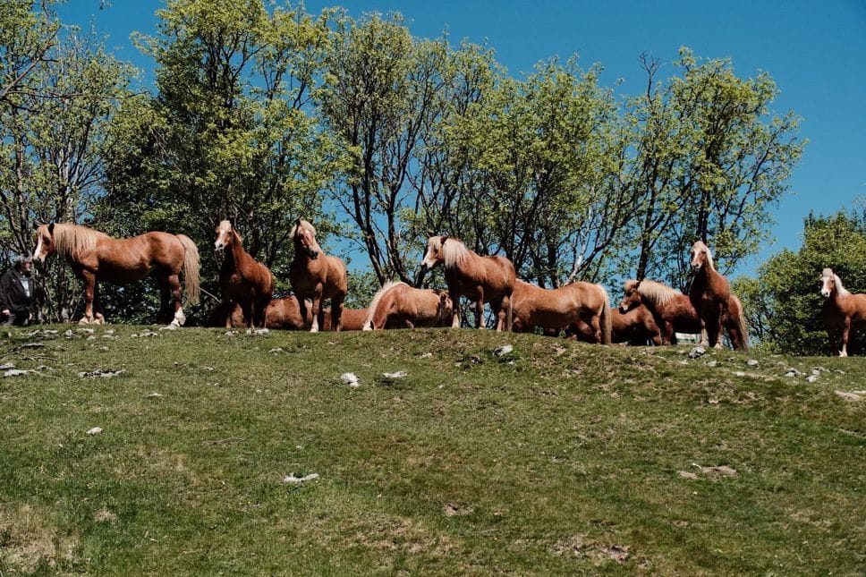 Mandria di cavalli imbizzarriti sul Monte Generoso, la difesa: «Erano sul loro territorio, vanno rispettati»