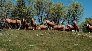 Mandria di cavalli imbizzarriti sul Monte Generoso, la difesa: «Erano sul loro territorio, vanno rispettati»