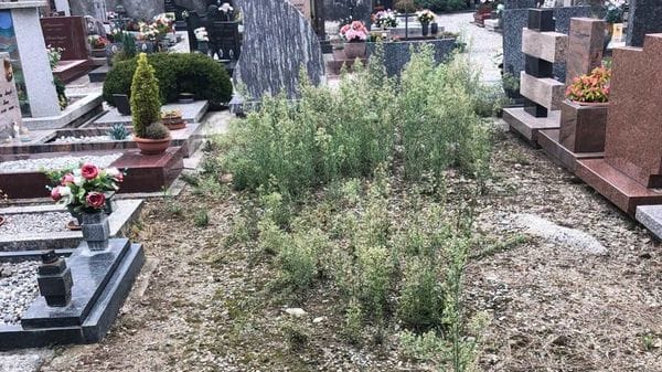 Capiago, è scontro sulle erbacce al cimitero