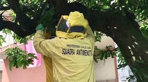 Donna assalita da sciame di calabroni e trovata priva di sensi dai familiari
