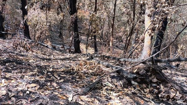 Prevenzione, tutela e rimboschimento del Monte Goj: Albate guarda al futuro