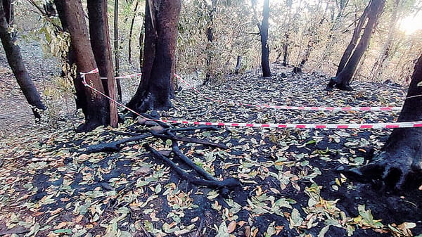Incendio Monte Goj. Nessun incidente, caccia al piromane