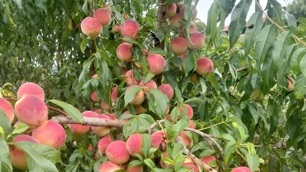 C’era una volta la pesca di Cantù: dopo il crollo della cascina, qualcuno ha salvato quelle piante antiche