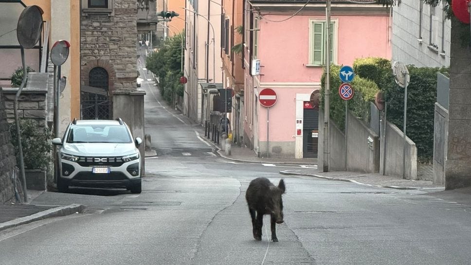 Animali selvatici in città: un cinghiale a spasso in via Tommaso Grossi