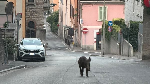 Animali selvatici in città: un cinghiale a spasso in via Tommaso Grossi
