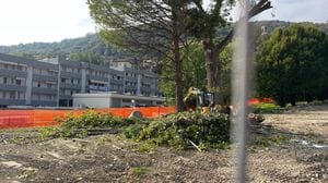 Taglio degli alberi a Tavernola: si fa spazio per ampliare l’area camper