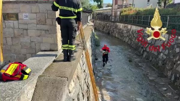 Cane cade nel torrente: lo salvano i vigili del fuoco