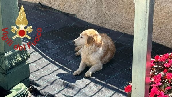 Cane scivola nel torrente a Mariano Comense: lo salvano i vigili del fuoco