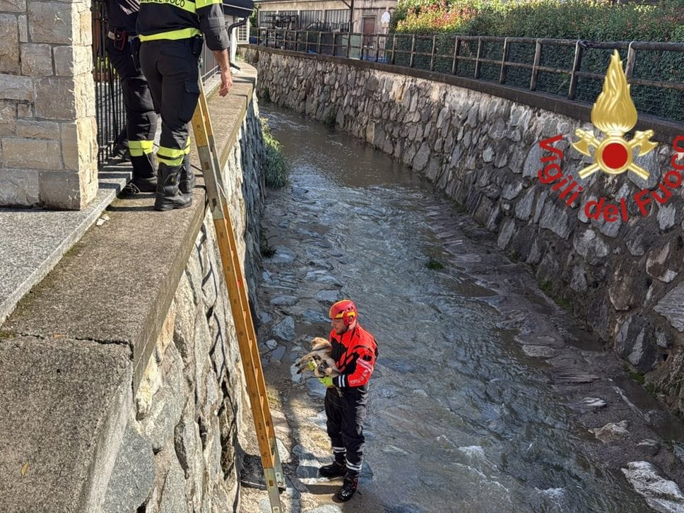 Cane scivola nel torrente a Mariano Comense: lo salvano i vigili del fuoco