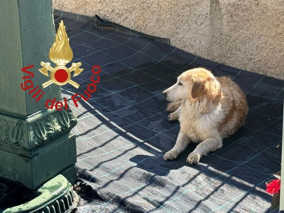 Cane scivola nel torrente a Mariano Comense: lo salvano i vigili del fuoco