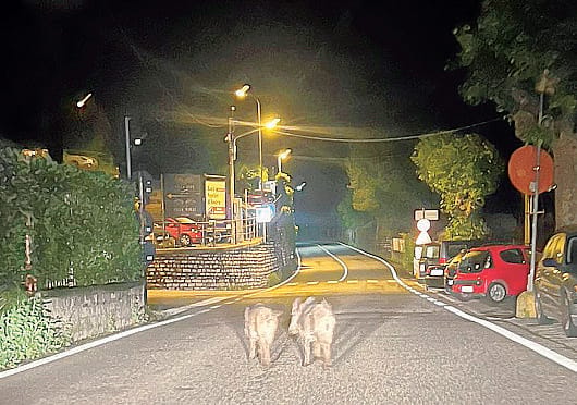 Cinghiali attratti dai rifiuti «Depositate i bidoni chiusi»