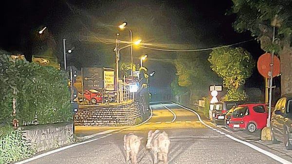Cinghiali attratti dai rifiuti «Depositate i bidoni chiusi»