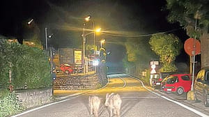 Cinghiali attratti dai rifiuti «Depositate i bidoni chiusi»