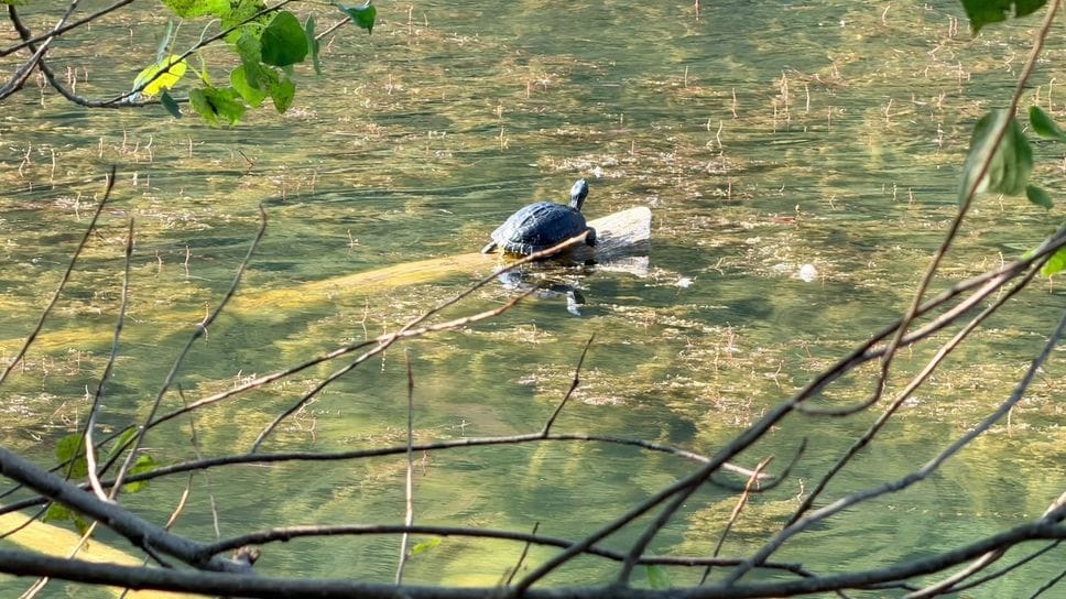 Lago del Segrino, tartarughe abbandonate: «Un pericolo per le acque»