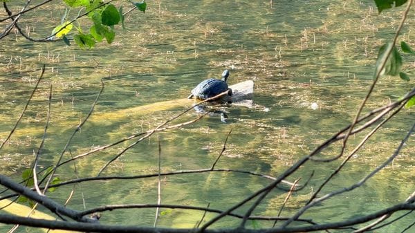 Lago del Segrino, tartarughe abbandonate: «Un pericolo per le acque»