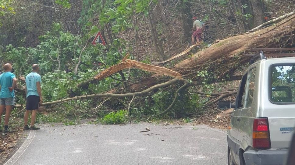 Albero caduto in strada, due persone sfiorate. «Abbiamo rischiato la vita»