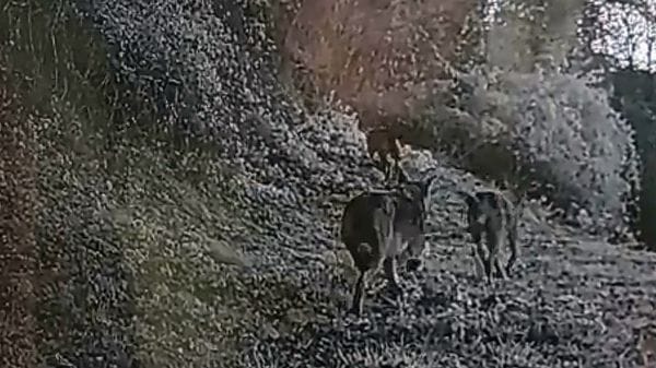 Controllo lupi nel Triangolo Lariano: «Inutile il progetto da 80mila euro»