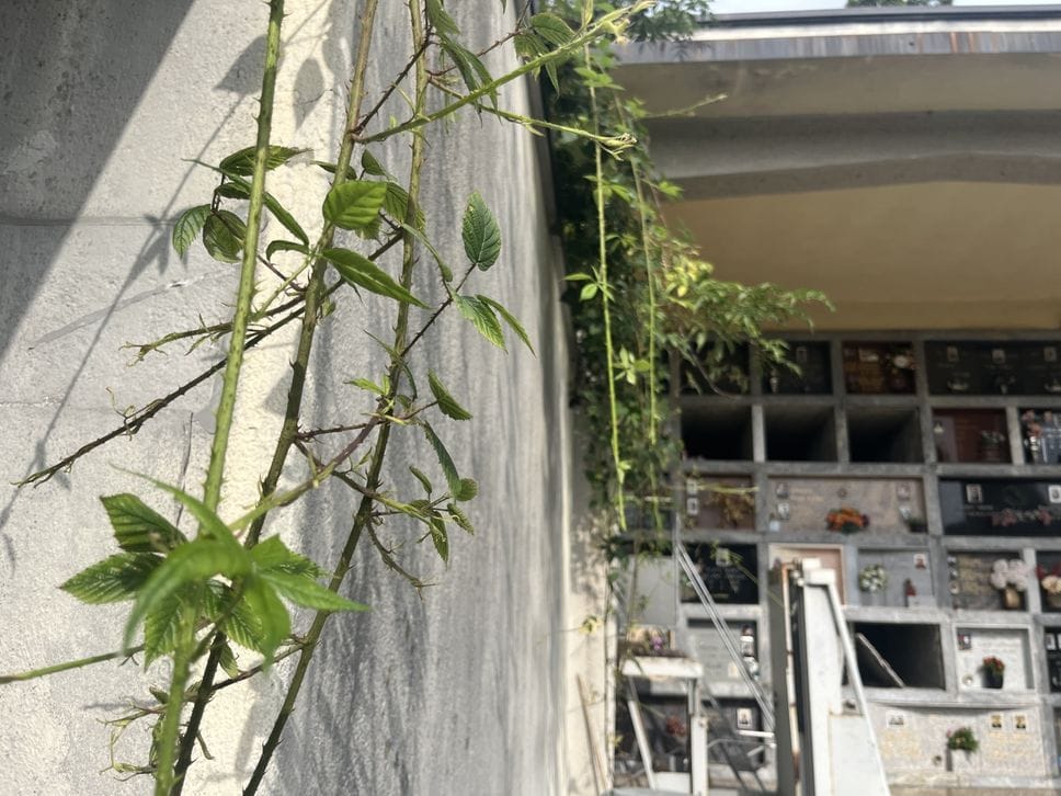 Viaggio tra i cimiteri di periferia: una frana alle spalle, le lapidi inclinate e il verde ovunque